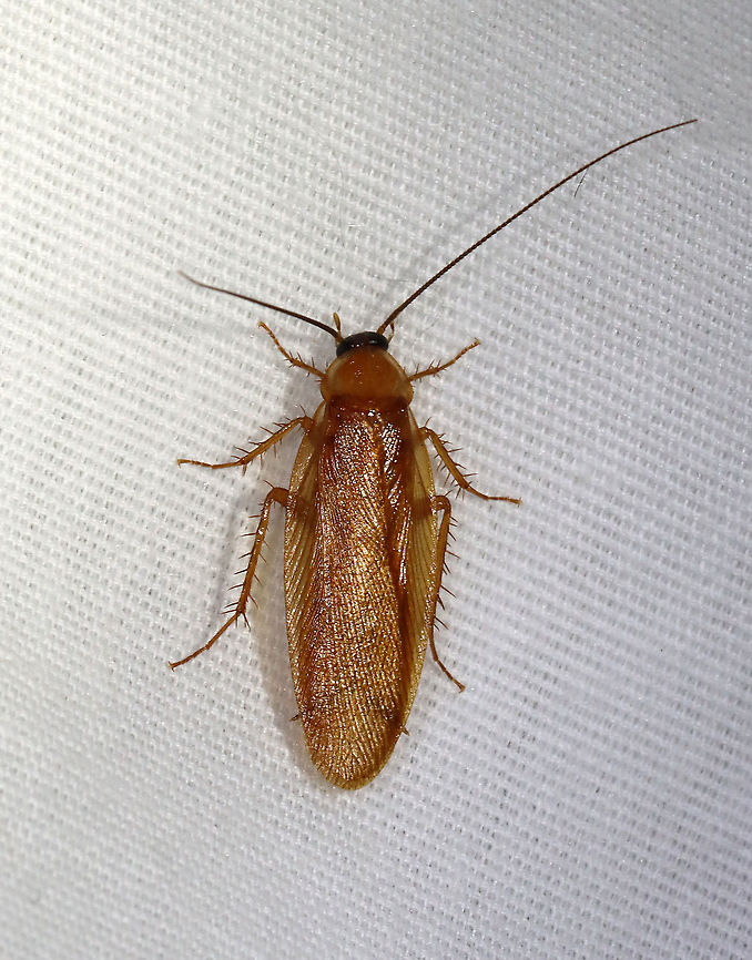 Virginia Wood Cockroach - Parcoblatta virginica Habitat: Attracted to a light; semi-rural area Geotagged,Parcoblatta,Parcoblatta virginica,Spring,United States,Virginia Wood Cockroach,cockroach