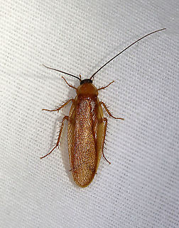 Virginia Wood Cockroach - Parcoblatta virginica Habitat: Attracted to a light; semi-rural area Geotagged,Parcoblatta,Parcoblatta virginica,Spring,United States,Virginia Wood Cockroach,cockroach
