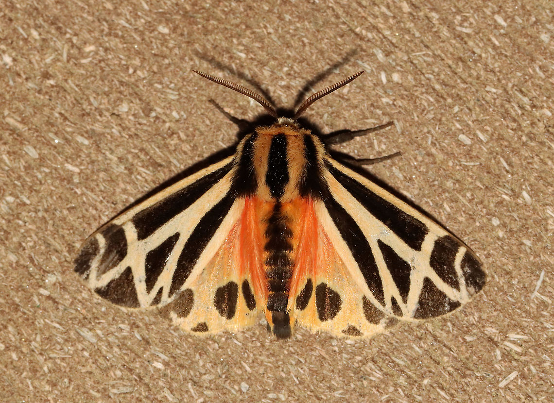 Harnessed Tiger Moth - Apantesis phalerata TL: ~ 18 mm. Somewhat variable lines on FW. Hosts: clover, corn, and dandelion<br />
<br />
Habitat: Attracted to a 395 nm LED light in a rural area<br />
<br />
2021(48)<br />
<br />
 Apantesis phalerata,Erebidae,Geotagged,Harnessed tiger moth,Spring,United States,moth,tiger moth