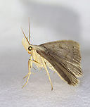 Morbid Owlet - Chytolita morbidalis Total length: ~15 mm. Pale forewings with wavy AM line and bulging PM line. Scalloped subterminal line is accented by a row of dusky wedges. Long labial palps.<br />
<br />
Attracted to a 395 nm LED light in a semi-rural area.<br />
<br />
2021(d)<br />
https://www.jungledragon.com/image/116543/morbid_owlet_-_chytolita_morbidalis.html Chytolita morbidalis,Geotagged,Morbid Owlet,Spring,United States,moth,owlet