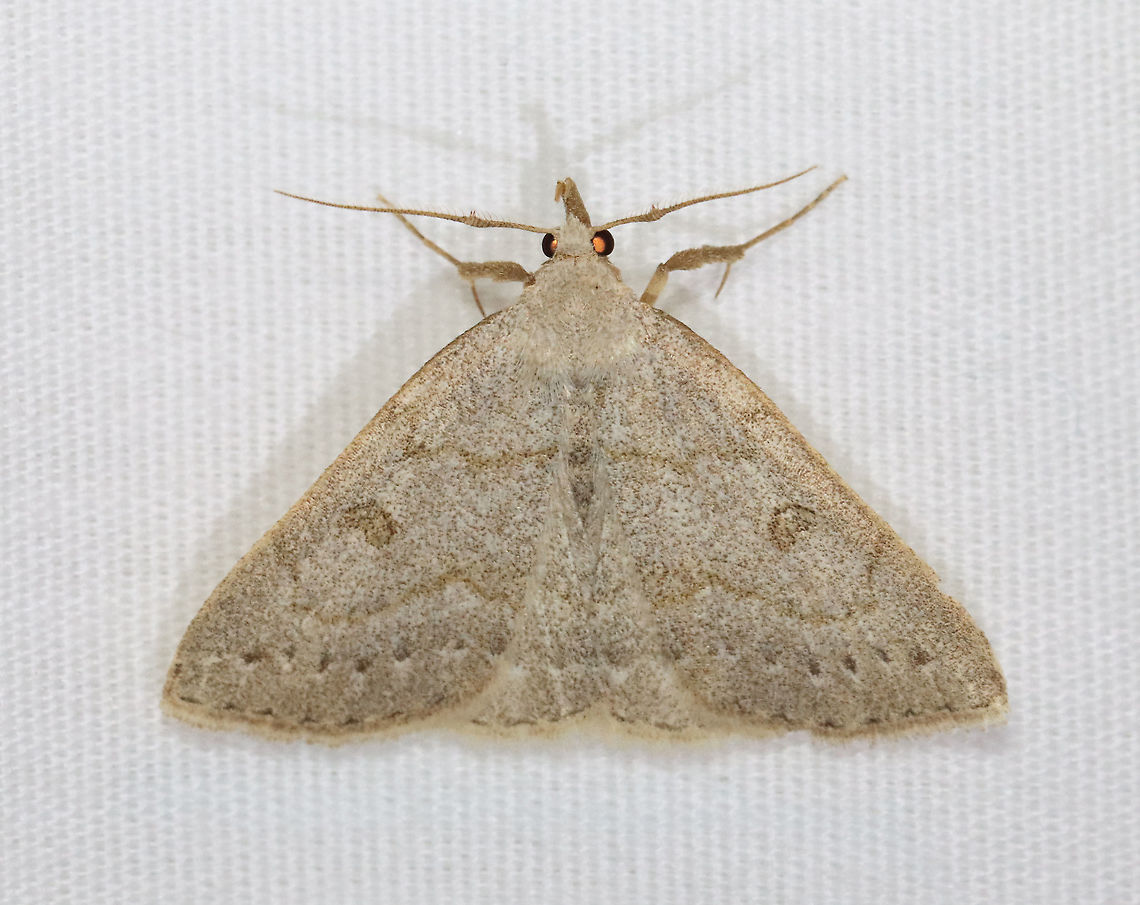 Morbid Owlet - Chytolita morbidalis Total length: ~15 mm. Pale forewings with wavy AM line and bulging PM line. Scalloped subterminal line is accented by a row of dusky wedges. Long labial palps.<br />
<br />
Attracted to a 395 nm LED light in a semi-rural area.<br />
<br />
2021(d)<br />
<figure class="photo"><a href="https://www.jungledragon.com/image/116542/morbid_owlet_-_chytolita_morbidalis.html" title="Morbid Owlet - Chytolita morbidalis"><img src="https://s3.amazonaws.com/media.jungledragon.com/images/3232/116542_thumb.jpg?AWSAccessKeyId=05GMT0V3GWVNE7GGM1R2&Expires=1769040010&Signature=vt22SwIGC84gxqR0Dn%2Fji1qSXy4%3D" width="130" height="152" alt="Morbid Owlet - Chytolita morbidalis Total length: ~15 mm. Pale forewings with wavy AM line and bulging PM line. Scalloped subterminal line is accented by a row of dusky wedges. Long labial palps.<br />
<br />
Attracted to a 395 nm LED light in a semi-rural area.<br />
<br />
2021(d)<br />
https://www.jungledragon.com/image/116543/morbid_owlet_-_chytolita_morbidalis.html Chytolita morbidalis,Geotagged,Morbid Owlet,Spring,United States,moth,owlet" /></a></figure> Chytolita morbidalis,Geotagged,Morbid Owlet,Spring,United States