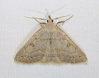 Morbid Owlet - Chytolita morbidalis Total length: ~15 mm. Pale forewings with wavy AM line and bulging PM line. Scalloped subterminal line is accented by a row of dusky wedges. Long labial palps.<br />
<br />
Attracted to a 395 nm LED light in a semi-rural area.<br />
<br />
2021(d)<br />
https://www.jungledragon.com/image/116542/morbid_owlet_-_chytolita_morbidalis.html Chytolita morbidalis,Geotagged,Morbid Owlet,Spring,United States