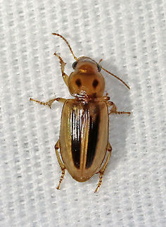 Stenolophus lineola Habitat: Attracted to a 395 nm light in a semi-rural area. Carabidae,Geotagged,Spring,Stenolophus lineola,United States,beetle,stenolophus