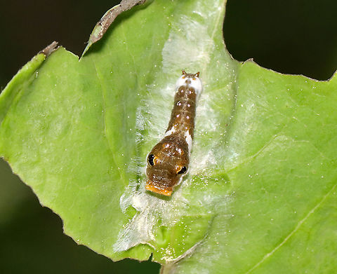 Spicebush Swallowtail - Papilio troilus Disguised as bird poop.

Habitat: Feasting on a leaf; mixed forest
https://www.jungledragon.com/image/116641/spicebush_swallowtail_-_papilio_troilus.html
https://www.jungledragon.com/image/116643/spicebush_swallowtail_-_papilio_troilus.html
https://www.jungledragon.com/image/116642/spicebush_swallowtail_-_papilio_troilus.html Geotagged,Papilio troilus,Spicebush Swallowtail,Spring,United States