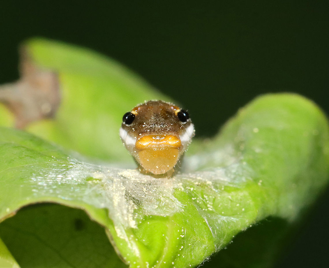 Spicebush Swallowtail - Papilio troilus What a great "face"! <br />
<br />
Habitat: Feasting on a leaf; mixed forest<br />
<figure class="photo"><a href="https://www.jungledragon.com/image/116641/spicebush_swallowtail_-_papilio_troilus.html" title="Spicebush Swallowtail - Papilio troilus"><img src="https://s3.amazonaws.com/media.jungledragon.com/images/3232/116641_thumb.jpg?AWSAccessKeyId=05GMT0V3GWVNE7GGM1R2&Expires=1769040010&Signature=cj%2BXsueQ7B5Z%2F%2B5qtuOE5fJ0XOQ%3D" width="200" height="164" alt="Spicebush Swallowtail - Papilio troilus Disguised as bird poop.<br />
<br />
Habitat: Feasting on a leaf; mixed forest<br />
https://www.jungledragon.com/image/116641/spicebush_swallowtail_-_papilio_troilus.html<br />
https://www.jungledragon.com/image/116643/spicebush_swallowtail_-_papilio_troilus.html<br />
https://www.jungledragon.com/image/116642/spicebush_swallowtail_-_papilio_troilus.html Geotagged,Papilio troilus,Spicebush Swallowtail,Spring,United States" /></a></figure><br />
<figure class="photo"><a href="https://www.jungledragon.com/image/116643/spicebush_swallowtail_-_papilio_troilus.html" title="Spicebush Swallowtail - Papilio troilus"><img src="https://s3.amazonaws.com/media.jungledragon.com/images/3232/116643_thumb.jpg?AWSAccessKeyId=05GMT0V3GWVNE7GGM1R2&Expires=1769040010&Signature=lvWh2GmyQ5N1udDK8vuilbGpHV0%3D" width="200" height="140" alt="Spicebush Swallowtail - Papilio troilus Disguised as bird poop.<br />
<br />
Habitat: Feasting on a leaf; mixed forest<br />
https://www.jungledragon.com/image/116641/spicebush_swallowtail_-_papilio_troilus.html<br />
https://www.jungledragon.com/image/116643/spicebush_swallowtail_-_papilio_troilus.html<br />
https://www.jungledragon.com/image/116642/spicebush_swallowtail_-_papilio_troilus.html Geotagged,Papilio troilus,Spicebush Swallowtail,Spring,United States" /></a></figure><br />
<figure class="photo"><a href="https://www.jungledragon.com/image/116642/spicebush_swallowtail_-_papilio_troilus.html" title="Spicebush Swallowtail - Papilio troilus"><img src="https://s3.amazonaws.com/media.jungledragon.com/images/3232/116642_thumb.jpg?AWSAccessKeyId=05GMT0V3GWVNE7GGM1R2&Expires=1769040010&Signature=v%2FmDahD67Ylk9cMCg1eNv6O%2FaMc%3D" width="200" height="164" alt="Spicebush Swallowtail - Papilio troilus What a great "face"! <br />
<br />
Habitat: Feasting on a leaf; mixed forest<br />
https://www.jungledragon.com/image/116641/spicebush_swallowtail_-_papilio_troilus.html<br />
https://www.jungledragon.com/image/116643/spicebush_swallowtail_-_papilio_troilus.html<br />
https://www.jungledragon.com/image/116642/spicebush_swallowtail_-_papilio_troilus.html Geotagged,Papilio,Papilio troilus,Spicebush Swallowtail,Spring,United States,caterpillar,larva,swallowtail" /></a></figure> Geotagged,Papilio,Papilio troilus,Spicebush Swallowtail,Spring,United States,caterpillar,larva,swallowtail