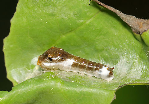 Spicebush Swallowtail - Papilio troilus Disguised as bird poop.

Habitat: Feasting on a leaf; mixed forest
https://www.jungledragon.com/image/116641/spicebush_swallowtail_-_papilio_troilus.html
https://www.jungledragon.com/image/116643/spicebush_swallowtail_-_papilio_troilus.html
https://www.jungledragon.com/image/116642/spicebush_swallowtail_-_papilio_troilus.html Geotagged,Papilio troilus,Spicebush Swallowtail,Spring,United States