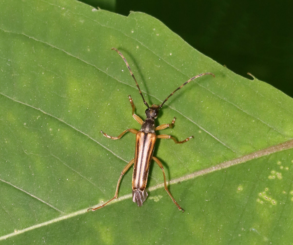 Flower Beetle - Analeptura lineola Slender beetle with a dark, dorsally arched pronotum with fine, golden setae. Banded antennae. Elytra have marginal and median stripes.<br />
<br />
Habitat: Mixed forest<br />
<figure class="photo"><a href="https://www.jungledragon.com/image/116645/flower_beetle_-_analeptura_lineola.html" title="Flower Beetle - Analeptura lineola"><img src="https://s3.amazonaws.com/media.jungledragon.com/images/3232/116645_thumb.jpg?AWSAccessKeyId=05GMT0V3GWVNE7GGM1R2&Expires=1759968010&Signature=SJVNvI9Tf94KkfPev68yRWB3VFk%3D" width="200" height="150" alt="Flower Beetle - Analeptura lineola Slender beetle with a dark, dorsally arched pronotum with fine, golden setae. Banded antennae. Elytra have marginal and median stripes.<br />
<br />
Habitat: Mixed forest<br />
https://www.jungledragon.com/image/116644/flower_beetle_-_analeptura_lineola.html Analeptura lineola,Geotagged,Spring,United States" /></a></figure> Analeptura,Analeptura lineola,Geotagged,Spring,United States,beetle,flower beetle