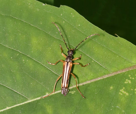 Flower Beetle - Analeptura lineola Slender beetle with a dark, dorsally arched pronotum with fine, golden setae. Banded antennae. Elytra have marginal and median stripes.

Habitat: Mixed forest
https://www.jungledragon.com/image/116645/flower_beetle_-_analeptura_lineola.html Analeptura,Analeptura lineola,Geotagged,Spring,United States,beetle,flower beetle
