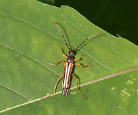 Flower Beetle - Analeptura lineola Slender beetle with a dark, dorsally arched pronotum with fine, golden setae. Banded antennae. Elytra have marginal and median stripes.<br />
<br />
Habitat: Mixed forest<br />
https://www.jungledragon.com/image/116645/flower_beetle_-_analeptura_lineola.html Analeptura,Analeptura lineola,Geotagged,Spring,United States,beetle,flower beetle