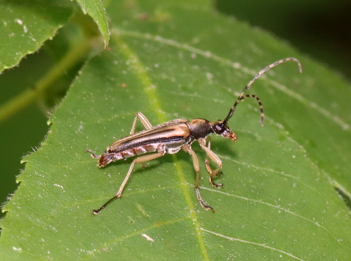 Flower Beetle - Analeptura lineola Slender beetle with a dark, dorsally arched pronotum with fine, golden setae. Banded antennae. Elytra have marginal and median stripes.<br />
<br />
Habitat: Mixed forest<br />
<figure class="photo"><a href="https://www.jungledragon.com/image/116644/flower_beetle_-_analeptura_lineola.html" title="Flower Beetle - Analeptura lineola"><img src="https://s3.amazonaws.com/media.jungledragon.com/images/3232/116644_thumb.jpg?AWSAccessKeyId=05GMT0V3GWVNE7GGM1R2&Expires=1769040010&Signature=3ihl0NoXkcNinrF5hyihEaZhzWs%3D" width="200" height="168" alt="Flower Beetle - Analeptura lineola Slender beetle with a dark, dorsally arched pronotum with fine, golden setae. Banded antennae. Elytra have marginal and median stripes.<br />
<br />
Habitat: Mixed forest<br />
https://www.jungledragon.com/image/116645/flower_beetle_-_analeptura_lineola.html Analeptura,Analeptura lineola,Geotagged,Spring,United States,beetle,flower beetle" /></a></figure> Analeptura lineola,Geotagged,Spring,United States