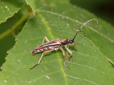 Analeptura lineola
