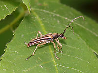 Flower Beetle - Analeptura lineola Slender beetle with a dark, dorsally arched pronotum with fine, golden setae. Banded antennae. Elytra have marginal and median stripes.<br />
<br />
Habitat: Mixed forest<br />
https://www.jungledragon.com/image/116644/flower_beetle_-_analeptura_lineola.html Analeptura lineola,Geotagged,Spring,United States