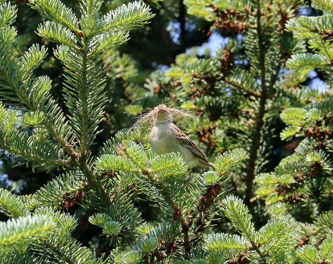 Chipping Sparrow - Spizella passerina There&#039;s a bird there somewhere ;)<br />
<br />
Habitat: Coniferous meadow (we have a bunch of these meadows around here -- they are normal meadows but with  conifers growing here and there, sometimes in clusters. They are a great place to see birds)<br />
<figure class="photo"><a href="https://www.jungledragon.com/image/116647/chipping_sparrow_-_spizella_passerina.html" title="Chipping Sparrow - Spizella passerina"><img src="https://s3.amazonaws.com/media.jungledragon.com/images/3232/116647_thumb.jpg?AWSAccessKeyId=05GMT0V3GWVNE7GGM1R2&Expires=1767225610&Signature=HANu%2FpacKsW%2Bs8Aqouni4SXW%2BlA%3D" width="200" height="146" alt="Chipping Sparrow - Spizella passerina Habitat: Coniferous meadow (we have a bunch of these meadows around here -- they are normal meadows but with conifers growing here and there, sometimes in clusters. They are a great place to see birds)<br />
https://www.jungledragon.com/image/116646/chipping_sparrow_-_spizella_passerina.html Chipping Sparrow,Geotagged,Spizella passerina,Spring,United States" /></a></figure> Chipping Sparrow,Geotagged,Spizella,Spizella passerina,Spring,United States,sparrow