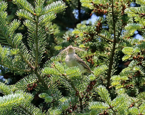 Chipping Sparrow - Spizella passerina There's a bird there somewhere ;)

Habitat: Coniferous meadow (we have a bunch of these meadows around here -- they are normal meadows but with  conifers growing here and there, sometimes in clusters. They are a great place to see birds)
https://www.jungledragon.com/image/116647/chipping_sparrow_-_spizella_passerina.html Chipping Sparrow,Geotagged,Spizella,Spizella passerina,Spring,United States,sparrow