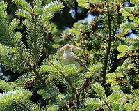Chipping Sparrow - Spizella passerina There's a bird there somewhere ;)<br />
<br />
Habitat: Coniferous meadow (we have a bunch of these meadows around here -- they are normal meadows but with  conifers growing here and there, sometimes in clusters. They are a great place to see birds)<br />
https://www.jungledragon.com/image/116647/chipping_sparrow_-_spizella_passerina.html Chipping Sparrow,Geotagged,Spizella,Spizella passerina,Spring,United States,sparrow