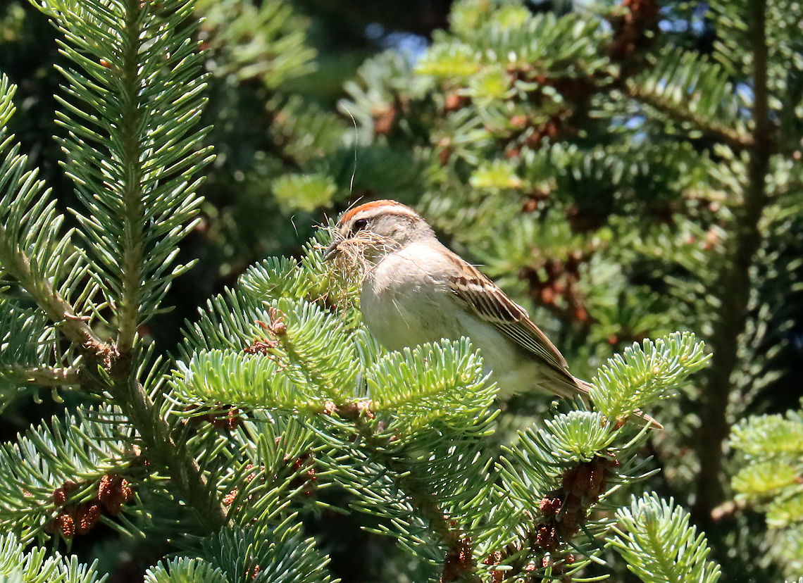 Chipping Sparrow - Spizella passerina Habitat: Coniferous meadow (we have a bunch of these meadows around here -- they are normal meadows but with conifers growing here and there, sometimes in clusters. They are a great place to see birds)<br />
<figure class="photo"><a href="https://www.jungledragon.com/image/116646/chipping_sparrow_-_spizella_passerina.html" title="Chipping Sparrow - Spizella passerina"><img src="https://s3.amazonaws.com/media.jungledragon.com/images/3232/116646_thumb.jpg?AWSAccessKeyId=05GMT0V3GWVNE7GGM1R2&Expires=1770854410&Signature=hXJmWi%2BeJdV%2Fs%2BlJUCrdspx0Msc%3D" width="200" height="160" alt="Chipping Sparrow - Spizella passerina There's a bird there somewhere ;)<br />
<br />
Habitat: Coniferous meadow (we have a bunch of these meadows around here -- they are normal meadows but with  conifers growing here and there, sometimes in clusters. They are a great place to see birds)<br />
https://www.jungledragon.com/image/116647/chipping_sparrow_-_spizella_passerina.html Chipping Sparrow,Geotagged,Spizella,Spizella passerina,Spring,United States,sparrow" /></a></figure> Chipping Sparrow,Geotagged,Spizella passerina,Spring,United States