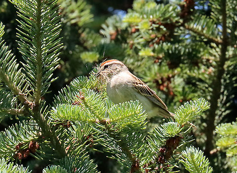 Chipping Sparrow - Spizella passerina Habitat: Coniferous meadow (we have a bunch of these meadows around here -- they are normal meadows but with conifers growing here and there, sometimes in clusters. They are a great place to see birds)
https://www.jungledragon.com/image/116646/chipping_sparrow_-_spizella_passerina.html Chipping Sparrow,Geotagged,Spizella passerina,Spring,United States