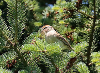 Chipping Sparrow - Spizella passerina Habitat: Coniferous meadow (we have a bunch of these meadows around here -- they are normal meadows but with conifers growing here and there, sometimes in clusters. They are a great place to see birds)<br />
https://www.jungledragon.com/image/116646/chipping_sparrow_-_spizella_passerina.html Chipping Sparrow,Geotagged,Spizella passerina,Spring,United States