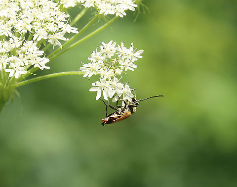 Flower Longhorn Beetle - Trigonarthris minnesotana *Tentative species ID. Trigonarthris proxima also seems possible, but T. minnesotana is more common in my area.

Habitat: Meadow Geotagged,Spring,Trigonarthris minnesotana,Trigonarthris. longhorn beetle,United States,beetle,flower beetle