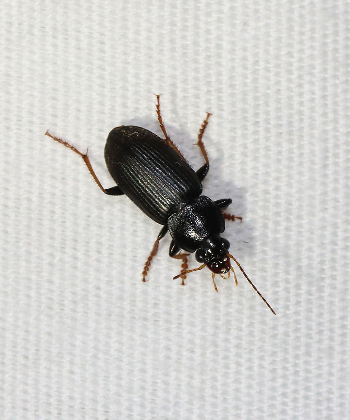 Strawberry Seed Beetle - Harpalus rufipes Habitat: Attracted to a light in a semi-rural area Geotagged,Harpalus rufipes,Spring,Strawberry Seed Beetle,United States,beetle