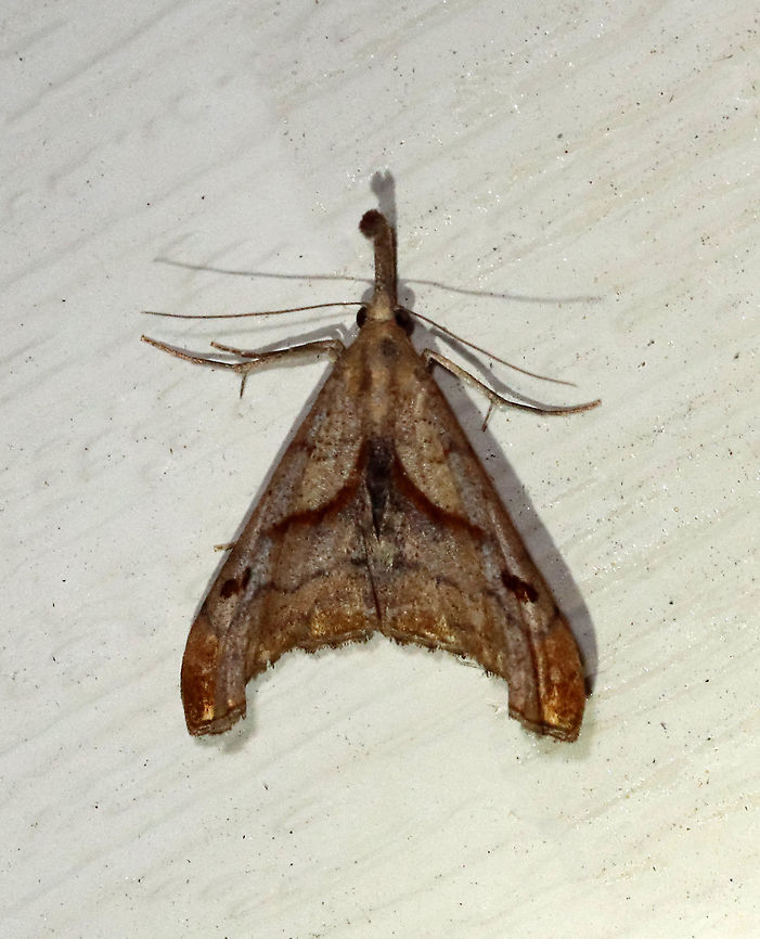 Dark Spotted Palthis - Palthis angulalis TL: 18 mm. Brown forewings have oblique median band that stops short of the costa. Reniform spot is a slanting, brown crescent. Apical patch is rusty brown. Outer third of the forewings are tightly creased. Males have upturned labial palps.<br />
<br />
Habitat: Attracted to a 395 nm LED light in a semi-rural area<br />
<br />
2021(49) Geotagged,Noctuidae,Palthis,Palthis angulalis,Spring,The-Dark Spotted Palthis,United States,moth