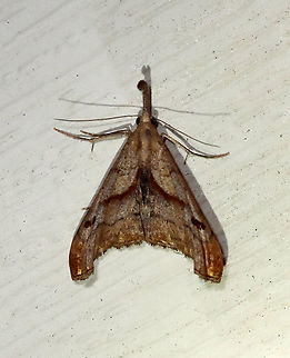 Dark Spotted Palthis - Palthis angulalis TL: 18 mm. Brown forewings have oblique median band that stops short of the costa. Reniform spot is a slanting, brown crescent. Apical patch is rusty brown. Outer third of the forewings are tightly creased. Males have upturned labial palps.
Habitat: Attracted to a 395 nm LED light in a semi-rural area
2021(49) Geotagged,Noctuidae,Palthis,Palthis angulalis,Spring,The-Dark Spotted Palthis,United States,moth