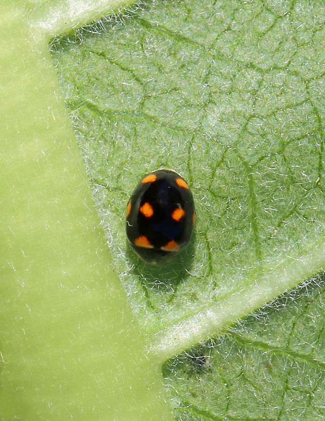 Ursine Spurleg Lady Beetle - Brachiacantha ursina Habitat: On milkweed bordering a meadow Brachiacantha,Brachiacantha ursina,Geotagged,Spring,United States,Ursine Spurleg Lady Beetle,lady beetle
