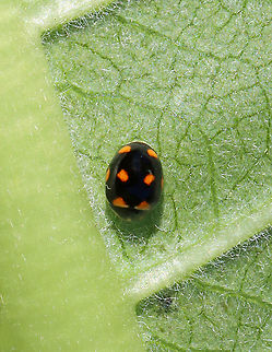 Ursine Spurleg Lady Beetle - Brachiacantha ursina Habitat: On milkweed bordering a meadow Brachiacantha,Brachiacantha ursina,Geotagged,Spring,United States,Ursine Spurleg Lady Beetle,lady beetle