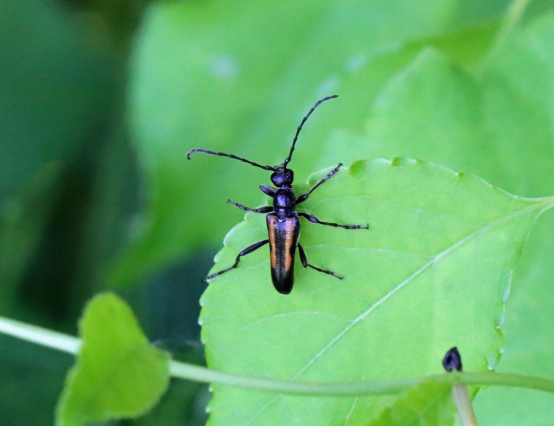 Flower Longhorn - Strangalepta abbreviata Habitat: Meadow/forest edge Flower Longhorn,Geotagged,Spring,Strangalepta,Strangalepta abbreviata,United States,beetle,longhorned beetle