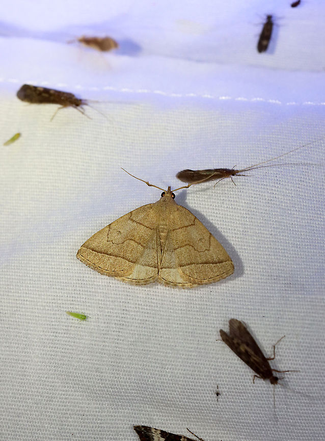 Early Fan-Foot - Zanclognatha cruralis I thought this moth would be more interesting without the background edited :).<br />
<br />
TL: ~15 mm. Pale tan FW. PM line has indentation in bulge. Hosts: Balsam fir and dead leaves of deciduous trees.<br />
<br />
Habitat: Attracted to a 395 nm LED light in a semi-rural area<br />
<br />
2021(50) Early Fan-Foot,Erebidae,Geotagged,Spring,United States,Zanclognatha,Zanclognatha cruralis,moth