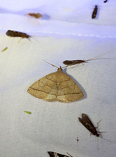 Early Fan-Foot - Zanclognatha cruralis I thought this moth would be more interesting without the background edited :).

TL: ~15 mm. Pale tan FW. PM line has indentation in bulge. Hosts: Balsam fir and dead leaves of deciduous trees.

Habitat: Attracted to a 395 nm LED light in a semi-rural area

2021(50) Early Fan-Foot,Erebidae,Geotagged,Spring,United States,Zanclognatha,Zanclognatha cruralis,moth