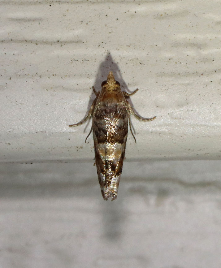 White Pine Cone Borer - Eucopina tocullionana Hosts: Larvae feed on second-year cones of Eastern White Pine (Pinus strobus)<br />
<br />
Habitat: Attracted to a 395 nm LED moth light in a semi-rural area<br />
<br />
2021(d) Eucopina tocullionana,Geotagged,Spring,United States,White Pine Cone Borer,moth
