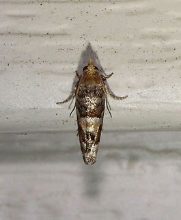 White Pine Cone Borer - Eucopina tocullionana Hosts: Larvae feed on second-year cones of Eastern White Pine (Pinus strobus)

Habitat: Attracted to a 395 nm LED moth light in a semi-rural area

2021(d) Eucopina tocullionana,Geotagged,Spring,United States,White Pine Cone Borer,moth