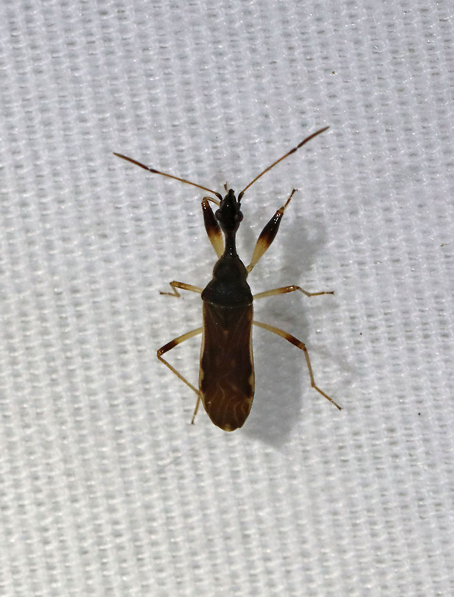 Long-necked Seed Bug - Myodocha serripes TL: ~ 8 mm. Eats the seeds of strawberry and St. John&#039;s wort.<br />
<br />
Habitat: Attracted to a light in a semi-rural area. Geotagged,Long-necked Seed Bug,Myodocha serripes,Spring,United States