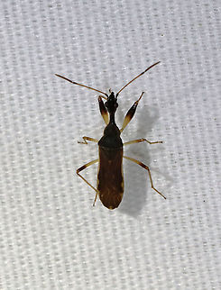Long-necked Seed Bug - Myodocha serripes TL: ~ 8 mm. Eats the seeds of strawberry and St. John's wort.

Habitat: Attracted to a light in a semi-rural area. Geotagged,Long-necked Seed Bug,Myodocha serripes,Spring,United States