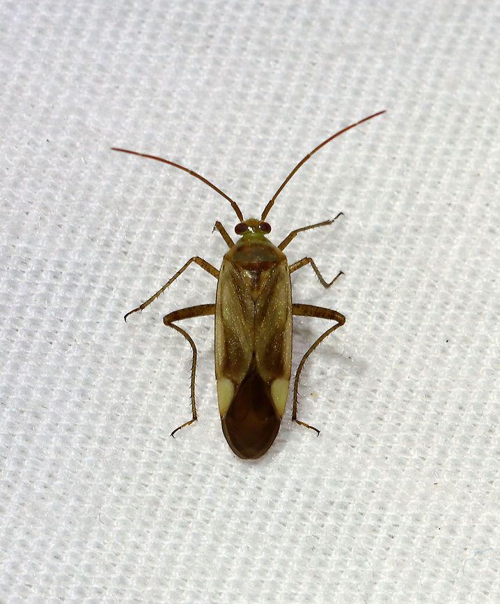 Alfalfa Plant Bug - Adelphocoris lineolatus Habitat: Attracted to a light in a semi-rural area Adelphocoris,Adelphocoris lineolatus,Alfalfa Plant Bug,Geotagged,Spring,United States,bug,plant bug