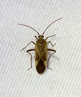 Alfalfa Plant Bug - Adelphocoris lineolatus Habitat: Attracted to a light in a semi-rural area Adelphocoris,Adelphocoris lineolatus,Alfalfa Plant Bug,Geotagged,Spring,United States,bug,plant bug