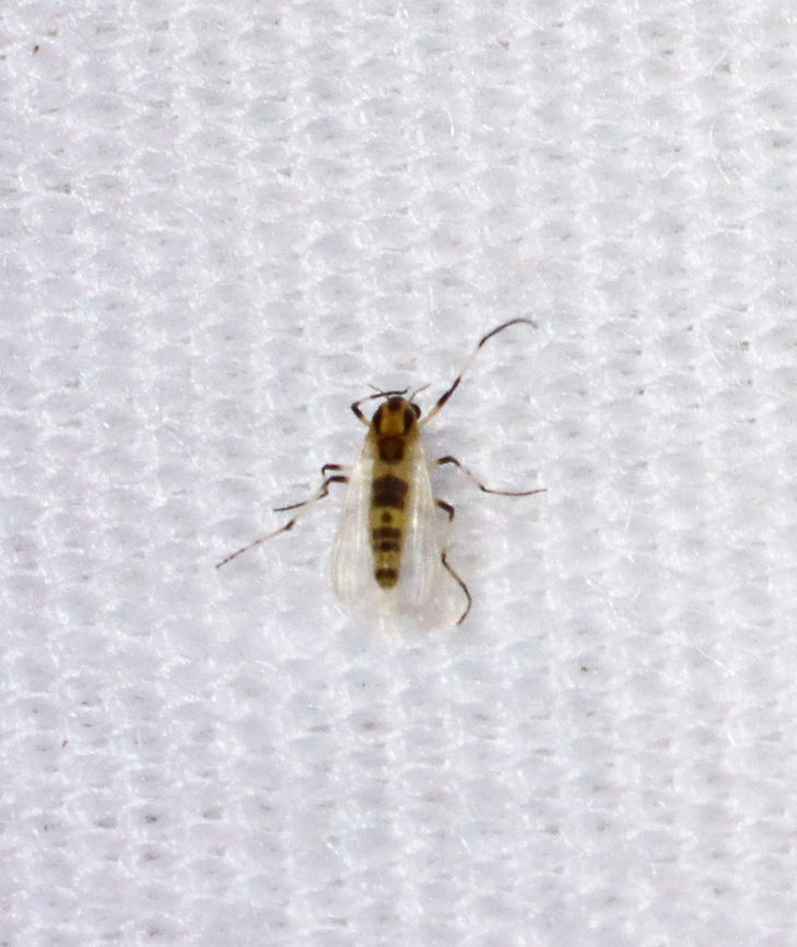 Midge - Cricotopus sylvestris Teeny tiny!<br />
<br />
Habitat: Attracted to a light; semi-rural area Chironomidae,Cricotopus,Cricotopus sylvestris,Diptera,Geotagged,Spring,United States,fly,midge,non-biting midge