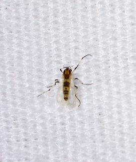 Midge - Cricotopus sylvestris Teeny tiny!

Habitat: Attracted to a light; semi-rural area Chironomidae,Cricotopus,Cricotopus sylvestris,Diptera,Geotagged,Spring,United States,fly,midge,non-biting midge