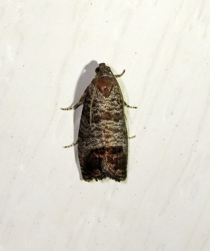 Codling Moth - Cydia pomonella TL: 12 mm. Brownish gray FW with fine, darker bands. Large patch in inner ST area that has fragmented bronze bars. Hosts: Apple, pear, and plum. *Introduced from Europe; this species is a fruit tree pest.<br />
<br />
Habitat: Attracted to a 395 nm LED light in a semi-rural area<br />
<br />
2021(51) Codling moth,Cydia,Cydia pomonella,Geotagged,Spring,Tortricidae,United States,moth