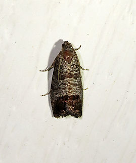 Codling Moth - Cydia pomonella TL: 12 mm. Brownish gray FW with fine, darker bands. Large patch in inner ST area that has fragmented bronze bars. Hosts: Apple, pear, and plum. *Introduced from Europe; this species is a fruit tree pest.

Habitat: Attracted to a 395 nm LED light in a semi-rural area

2021(51) Codling moth,Cydia,Cydia pomonella,Geotagged,Spring,Tortricidae,United States,moth