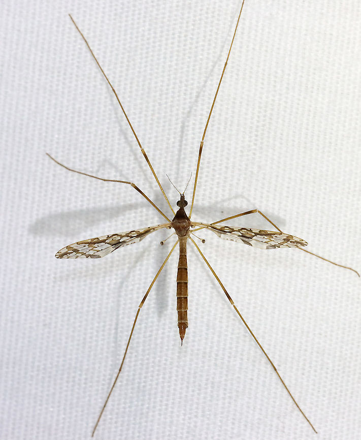 Crane Fly - Epiphragma solatrix Habitat: Attracted to a light; semi-rural area<br />
 Epiphragma,Epiphragma solatrix,Geotagged,Limoniidae,Spring,United States,crane fly,fly