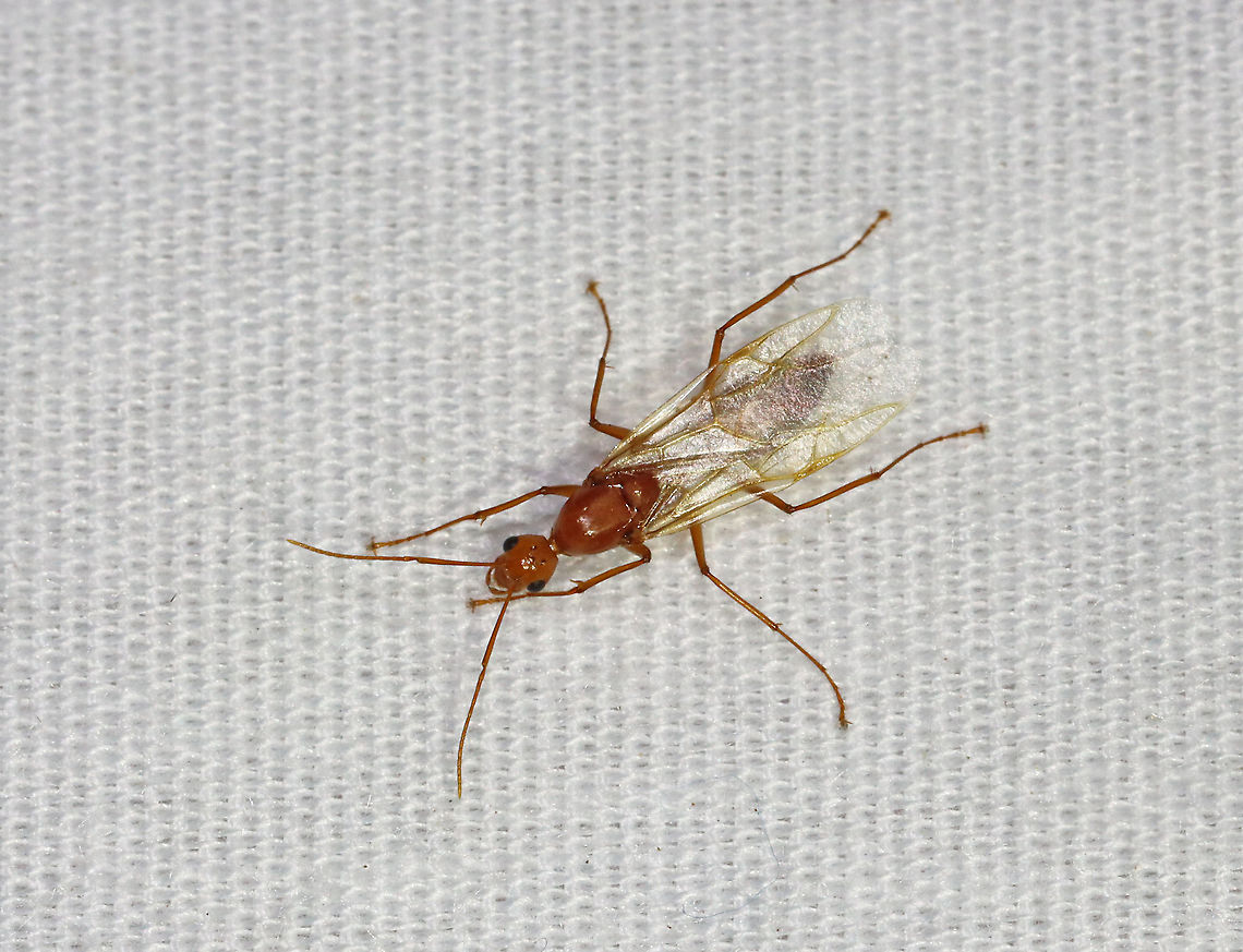 Chestnut Carpenter Ant - Camponotus americanus This ant was orange/reddish, winged, and large (~10 mm long).<br />
<br />
Habitat: Attracted to a light; semi-rural area Camponotus,Camponotus castaneus,Geotagged,Spring,United States,alate,ant,carpenter ant