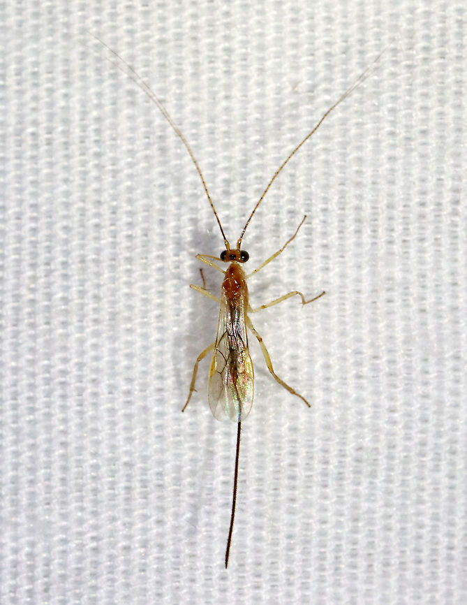Braconid Wasp - maybe Subf. Macrocentrinae Not sure on the ID at this point.<br />
<br />
Habitat: Attracted to a light; semi-rural area Braconidae,Geotagged,Hymenoptera,Macrocentrinae,Spring,United States,wasp
