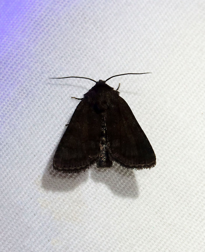 Tawny Marbled Minor - Oligia latruncula ***This species was recently introduced into NYC from Asia.<br />
<br />
Habitat: Attracted to a 395 nm LED light in a semi-rural area<br />
<br />
2021 (188) Geotagged,Noctuidae,Oligia latruncula,Spring,Tawny marbled minor,United States,moth