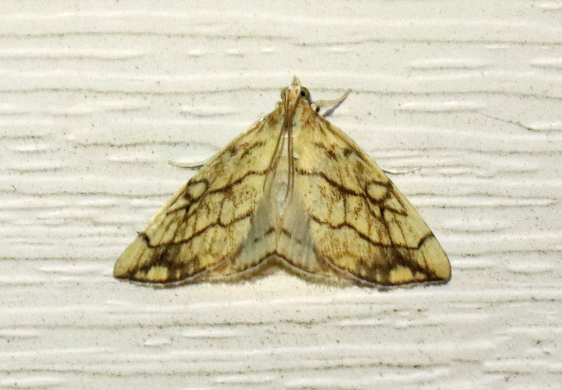 Purple-backed Cabbageworm - Evergestis pallidata WS: ~ 25 mm. Forewings were pale yellowish to light brown with sharp median and PM lines. A ring-like marking in the upper median area resembles a tied knot, which is a diagnostic feature. Hindwings are light gray with dark terminal band and partial PM line.<br />
<br />
Habitat: Attracted to a 395 nm LED light in a semi-rural area<br />
<br />
2021(52) Crambidae,Evergestis,Evergestis pallidata,Geotagged,Purplebacked Cabbageworm,Spring,United States,moth