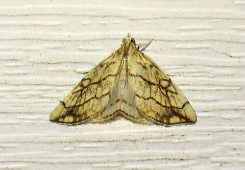 Purple-backed Cabbageworm - Evergestis pallidata WS: ~ 25 mm. Forewings were pale yellowish to light brown with sharp median and PM lines. A ring-like marking in the upper median area resembles a tied knot, which is a diagnostic feature. Hindwings are light gray with dark terminal band and partial PM line.

Habitat: Attracted to a 395 nm LED light in a semi-rural area

2021(52) Crambidae,Evergestis,Evergestis pallidata,Geotagged,Purplebacked Cabbageworm,Spring,United States,moth