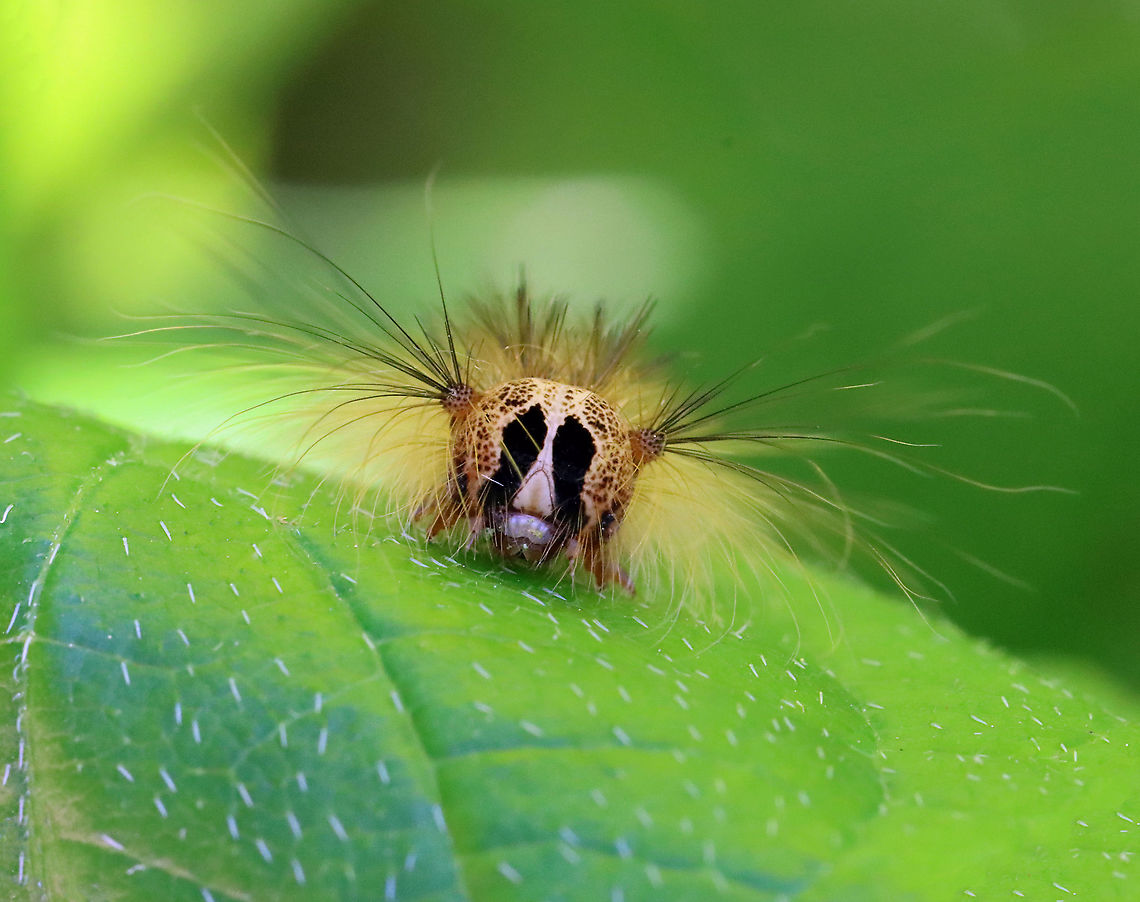 Gypsy Moth (Lymantria dispar) Caterpillar I hiked in my favorite forest in northwestern CT today. It's a dense, mesic forest in the highlands, which is part of the Berkshires. <br />
<br />
Today, the forest looked quite different. Most of the trees were defoliated, or in the process of becoming so. It was so uncharacteristically bright and hot in the woods, and all I could hear was the sound of caterpillar frass (poop) falling from the trees. There were gypsy moth caterpillars everywhere I looked - hardwood trees, low vegetation, conifers, on the ground, rocks, etc. They were everywhere. I hope the forest and its creatures can survive this devastation.<br />
<br />
What it usually looks like:<br />
<figure class="photo"><a href="https://www.jungledragon.com/image/67448/northwest_highlands_-_connecticut_usa.html" title="Northwest Highlands - Connecticut, USA"><img src="https://s3.amazonaws.com/media.jungledragon.com/images/3232/67448_thumb.jpg?AWSAccessKeyId=05GMT0V3GWVNE7GGM1R2&Expires=1763596810&Signature=XTAd4bxmv6GyUmyxmwgGCBZFcNM%3D" width="116" height="152" alt="Northwest Highlands - Connecticut, USA This is a typical forest scene from the Northwest Highlands of Connecticut. Located in the northwest corner of the state, it is part of the Berkshires and is known for its very rocky, hilly terrain and cooler temperatures. It is a heavily forested area (75%) with mesic forests that are dominated by hardwood and conifers. Common trees in the area include: oak, white and red pine, hickory, ash, maple, birch, and eastern hemlock...among others. There is also a variety of fauna - black bears, deer, coyotes, red fox, hare, raccoons, bobcats, porcupines, otters, fishers, beavers, wild turkeys, ducks, owls, reptiles, amphibians, insects, and plenty of passerine birds! Fall,Geotagged,Northwest Highlands,United States,berkshires,connecticut" /></a></figure><br />
<br />
I scraped as many egg masses off trees in this forest last autumn as I could. Here is a photo of a mass of dead moths that I took last fall- the females die after laying their eggs. I found hundreds of them:<br />
<figure class="photo"><a href="https://www.jungledragon.com/image/108637/female_gypsy_moths_-_lymantria_dispar.html" title="Female Gypsy Moths - Lymantria dispar"><img src="https://s3.amazonaws.com/media.jungledragon.com/images/3232/108637_thumb.jpg?AWSAccessKeyId=05GMT0V3GWVNE7GGM1R2&Expires=1763596810&Signature=i6sY2UBaXxKBzUadxnqmbTmQ9kA%3D" width="122" height="152" alt="Female Gypsy Moths - Lymantria dispar I found hundreds of dead, female gypsy moths in this forest. Most were on the ground (at the base of trees), but some died on the trees right after depositing their egg masses on the bark. And, of course, I found lots of egg masses on the trees, many of which I scraped off as we are recommended to do because we have had heavy infestations in recent years that have caused massive defoliation.<br />
<br />
For more info on a recent, particularly bad infestation: https://www.jungledragon.com/image/57133/gypsy_moth_females_with_eggs.html<br />
<br />
Habitat: Mixed forest <br />
https://www.jungledragon.com/image/108640/gypsy_moth_eggs_-_lymantria_dispar.html<br />
https://www.jungledragon.com/image/108639/female_gypsy_moth_dead_on_her_eggs_-_lymantria_dispar.html<br />
https://www.jungledragon.com/image/108638/female_gypsy_moth_-_lymantria_dispar.html Geotagged,Gypsy moth,Lymantria,Lymantria dispar,Summer,United States,moth" /></a></figure><br />
<br />
Habitat: Mixed, mesic forest<br />
<br />
Today's photos:<br />
<figure class="photo"><a href="https://www.jungledragon.com/image/116812/gypsy_moth_lymantria_dispar_caterpillar.html" title="Gypsy Moth (Lymantria dispar) Caterpillar"><img src="https://s3.amazonaws.com/media.jungledragon.com/images/3232/116812_thumb.jpg?AWSAccessKeyId=05GMT0V3GWVNE7GGM1R2&Expires=1763596810&Signature=3TjRkii%2BbgJ3Vs%2Fgcr5aWLGfsKI%3D" width="200" height="160" alt="Gypsy Moth (Lymantria dispar) Caterpillar I hiked in my favorite forest in northwestern CT today. It's a dense, mesic forest in the highlands, which is part of the Berkshires. <br />
<br />
Today, the forest looked quite different. Most of the trees were defoliated, or in the process of becoming so. It was so uncharacteristically bright and hot in the woods, and all I could hear was the sound of caterpillar frass (poop) falling from the trees. There were gypsy moth caterpillars everywhere I looked - hardwood trees, low vegetation, conifers, on the ground, rocks, etc. They were everywhere. I hope the forest and its creatures can survive this devastation.<br />
<br />
What it usually looks like:<br />
https://www.jungledragon.com/image/67448/northwest_highlands_-_connecticut_usa.html<br />
<br />
I scraped as many egg masses off trees in this forest last autumn as I could. Here is a photo of a mass of dead moths that I took last fall- the females die after laying their eggs. I found hundreds of them:<br />
https://www.jungledragon.com/image/108637/female_gypsy_moths_-_lymantria_dispar.html<br />
<br />
Habitat: Mixed, mesic forest<br />
<br />
Today's photos:<br />
https://www.jungledragon.com/image/116812/gypsy_moth_lymantria_dispar_caterpillar.html<br />
https://www.jungledragon.com/image/116819/gypsy_moth_lymantria_dispar_caterpillar_damage.html<br />
https://www.jungledragon.com/image/116818/gypsy_moth_lymantria_dispar_caterpillars.html<br />
https://www.jungledragon.com/image/116817/gypsy_moth_lymantria_dispar_caterpillar.html<br />
https://www.jungledragon.com/image/116816/trees_defoliated_by_gypsy_moth_caterpillars_lymantria_dispar.html<br />
https://www.jungledragon.com/image/116814/gypsy_moth_lymantria_dispar_caterpillars.html<br />
https://www.jungledragon.com/image/116813/gypsy_moth_lymantria_dispar_caterpillars.html Geotagged,Gypsy moth,Lymantria dispar,Spring,United States,caterpillar,larva" /></a></figure><br />
<figure class="photo"><a href="https://www.jungledragon.com/image/116819/gypsy_moth_lymantria_dispar_caterpillar_damage.html" title="Gypsy Moth (Lymantria dispar) Caterpillar Damage"><img src="https://s3.amazonaws.com/media.jungledragon.com/images/3232/116819_thumb.jpg?AWSAccessKeyId=05GMT0V3GWVNE7GGM1R2&Expires=1763596810&Signature=hzwzICl%2BmJ%2BqNme6RiQ%2BlZK0AU0%3D" width="200" height="148" alt="Gypsy Moth (Lymantria dispar) Caterpillar Damage I hiked in my favorite forest in northwestern CT today. It's a dense, mesic forest in the highlands, which is part of the Berkshires. <br />
<br />
Today, the forest looked quite different. Most of the trees were defoliated, or in the process of becoming so. It was so uncharacteristically bright and hot in the woods, and all I could hear was the sound of caterpillar frass (poop) falling from the trees. There were gypsy moth caterpillars everywhere I looked - hardwood trees, low vegetation, conifers, on the ground, rocks, etc. They were everywhere. I hope the forest and its creatures can survive this devastation.<br />
<br />
What it usually looks like:<br />
https://www.jungledragon.com/image/67448/northwest_highlands_-_connecticut_usa.html<br />
<br />
I scraped as many egg masses off trees in this forest last autumn as I could. Here is a photo of a mass of dead moths that I took last fall- the females die after laying their eggs. I found hundreds of them:<br />
https://www.jungledragon.com/image/108637/female_gypsy_moths_-_lymantria_dispar.html<br />
<br />
Habitat: Mixed, mesic forest<br />
<br />
Today's photos:<br />
https://www.jungledragon.com/image/116812/gypsy_moth_lymantria_dispar_caterpillar.html<br />
https://www.jungledragon.com/image/116819/gypsy_moth_lymantria_dispar_caterpillar_damage.html<br />
https://www.jungledragon.com/image/116818/gypsy_moth_lymantria_dispar_caterpillars.html<br />
https://www.jungledragon.com/image/116817/gypsy_moth_lymantria_dispar_caterpillar.html<br />
https://www.jungledragon.com/image/116816/trees_defoliated_by_gypsy_moth_caterpillars_lymantria_dispar.html<br />
https://www.jungledragon.com/image/116814/gypsy_moth_lymantria_dispar_caterpillars.html<br />
https://www.jungledragon.com/image/116813/gypsy_moth_lymantria_dispar_caterpillars.html Geotagged,Lymantria dispar,Spring,United States,caterpillar,caterpillar damage,gypsy moth" /></a></figure><br />
<figure class="photo"><a href="https://www.jungledragon.com/image/116818/gypsy_moth_lymantria_dispar_caterpillars.html" title="Gypsy Moth (Lymantria dispar) Caterpillars"><img src="https://s3.amazonaws.com/media.jungledragon.com/images/3232/116818_thumb.jpg?AWSAccessKeyId=05GMT0V3GWVNE7GGM1R2&Expires=1763596810&Signature=XyHtpBPwY2PxAPLorSbEZZYD0E0%3D" width="136" height="152" alt="Gypsy Moth (Lymantria dispar) Caterpillars I hiked in my favorite forest in northwestern CT today. It's a dense, mesic forest in the highlands, which is part of the Berkshires.<br />
<br />
Today, the forest looked quite different. Most of the trees were defoliated, or in the process of becoming so. It was so uncharacteristically bright and hot in the woods, and all I could hear was the sound of caterpillar frass (poop) falling from the trees. There were gypsy moth caterpillars everywhere I looked - hardwood trees, low vegetation, conifers, on the ground, rocks, etc. They were everywhere. I hope the forest and its creatures can survive this devastation.<br />
<br />
What it usually looks like:<br />
https://www.jungledragon.com/image/67448/northwest_highlands_-_connecticut_usa.html<br />
<br />
I scraped as many egg masses off trees in this forest last autumn as I could. Here is a photo of a mass of dead moths that I took last fall- the females die after laying their eggs. I found hundreds of them:<br />
https://www.jungledragon.com/image/108637/female_gypsy_moths_-_lymantria_dispar.html<br />
<br />
Habitat: Mixed, mesic forest<br />
<br />
Today's photos:<br />
https://www.jungledragon.com/image/116812/gypsy_moth_lymantria_dispar_caterpillar.html<br />
https://www.jungledragon.com/image/116819/gypsy_moth_lymantria_dispar_caterpillar_damage.html<br />
https://www.jungledragon.com/image/116818/gypsy_moth_lymantria_dispar_caterpillars.html<br />
https://www.jungledragon.com/image/116817/gypsy_moth_lymantria_dispar_caterpillar.html<br />
https://www.jungledragon.com/image/116816/trees_defoliated_by_gypsy_moth_caterpillars_lymantria_dispar.html<br />
https://www.jungledragon.com/image/116814/gypsy_moth_lymantria_dispar_caterpillars.html<br />
https://www.jungledragon.com/image/116813/gypsy_moth_lymantria_dispar_caterpillars.html Geotagged,Gypsy moth,Lymantria dispar,Spring,United States,caterpillar,larva" /></a></figure><br />
<figure class="photo"><a href="https://www.jungledragon.com/image/116817/gypsy_moth_lymantria_dispar_caterpillar.html" title="Gypsy Moth (Lymantria dispar) Caterpillar"><img src="https://s3.amazonaws.com/media.jungledragon.com/images/3232/116817_thumb.jpg?AWSAccessKeyId=05GMT0V3GWVNE7GGM1R2&Expires=1763596810&Signature=rBFrS72bCNUYZTR%2Br5Tlp7DYuJ0%3D" width="200" height="118" alt="Gypsy Moth (Lymantria dispar) Caterpillar I hiked in my favorite forest in northwestern CT today. It's a dense, mesic forest in the highlands, which is part of the Berkshires.<br />
<br />
Today, the forest looked quite different. Most of the trees were defoliated, or in the process of becoming so. It was so uncharacteristically bright and hot in the woods, and all I could hear was the sound of caterpillar frass (poop) falling from the trees. There were gypsy moth caterpillars everywhere I looked - hardwood trees, low vegetation, conifers, on the ground, rocks, etc. They were everywhere. I hope the forest and its creatures can survive this devastation.<br />
<br />
What it usually looks like:<br />
https://www.jungledragon.com/image/67448/northwest_highlands_-_connecticut_usa.html<br />
<br />
I scraped as many egg masses off trees in this forest last autumn as I could. Here is a photo of a mass of dead moths that I took last fall- the females die after laying their eggs. I found hundreds of them:<br />
https://www.jungledragon.com/image/108637/female_gypsy_moths_-_lymantria_dispar.html<br />
<br />
Habitat: Mixed, mesic forest<br />
<br />
Today's photos:<br />
https://www.jungledragon.com/image/116812/gypsy_moth_lymantria_dispar_caterpillar.html<br />
https://www.jungledragon.com/image/116819/gypsy_moth_lymantria_dispar_caterpillar_damage.html<br />
https://www.jungledragon.com/image/116818/gypsy_moth_lymantria_dispar_caterpillars.html<br />
https://www.jungledragon.com/image/116817/gypsy_moth_lymantria_dispar_caterpillar.html<br />
https://www.jungledragon.com/image/116816/trees_defoliated_by_gypsy_moth_caterpillars_lymantria_dispar.html<br />
https://www.jungledragon.com/image/116814/gypsy_moth_lymantria_dispar_caterpillars.html<br />
https://www.jungledragon.com/image/116813/gypsy_moth_lymantria_dispar_caterpillars.html Geotagged,Gypsy moth,Lymantria dispar,Spring,United States" /></a></figure><br />
<figure class="photo"><a href="https://www.jungledragon.com/image/116816/trees_defoliated_by_gypsy_moth_caterpillars_lymantria_dispar.html" title="Trees Defoliated by Gypsy Moth Caterpillars (Lymantria dispar)"><img src="https://s3.amazonaws.com/media.jungledragon.com/images/3232/116816_thumb.jpg?AWSAccessKeyId=05GMT0V3GWVNE7GGM1R2&Expires=1763596810&Signature=CHw%2B3HzhGinCyH9tdMGyNFHVrm8%3D" width="108" height="152" alt="Trees Defoliated by Gypsy Moth Caterpillars (Lymantria dispar) The leaves are gone.<br />
<br />
I hiked in my favorite forest in northwestern CT today. It's a dense, mesic forest in the highlands, which is part of the Berkshires. <br />
<br />
Today, the forest looked quite different. Most of the trees were defoliated, or in the process of becoming so. It was so uncharacteristically bright and hot in the woods, and all I could hear was the sound of caterpillar frass (poop) falling from the trees. There were gypsy moth caterpillars everywhere I looked - hardwood trees, low vegetation, conifers, on the ground, rocks, etc. They were everywhere. I hope the forest and its creatures can survive this devastation.<br />
<br />
What it usually looks like:<br />
https://www.jungledragon.com/image/67448/northwest_highlands_-_connecticut_usa.html<br />
<br />
I scraped as many egg masses off trees in this forest last autumn as I could. Here is a photo of a mass of dead moths that I took last fall- the females die after laying their eggs. I found hundreds of them:<br />
https://www.jungledragon.com/image/108637/female_gypsy_moths_-_lymantria_dispar.html<br />
<br />
Habitat: Mixed, mesic forest<br />
<br />
Today's photos:<br />
https://www.jungledragon.com/image/116812/gypsy_moth_lymantria_dispar_caterpillar.html<br />
https://www.jungledragon.com/image/116819/gypsy_moth_lymantria_dispar_caterpillar_damage.html<br />
https://www.jungledragon.com/image/116818/gypsy_moth_lymantria_dispar_caterpillars.html<br />
https://www.jungledragon.com/image/116817/gypsy_moth_lymantria_dispar_caterpillar.html<br />
https://www.jungledragon.com/image/116816/trees_defoliated_by_gypsy_moth_caterpillars_lymantria_dispar.html<br />
https://www.jungledragon.com/image/116814/gypsy_moth_lymantria_dispar_caterpillars.html<br />
https://www.jungledragon.com/image/116813/gypsy_moth_lymantria_dispar_caterpillars.html Geotagged,Lymantria dispar,Spring,United States,caterpillar,defoliated trees,gypsy moth" /></a></figure><br />
<figure class="photo"><a href="https://www.jungledragon.com/image/116814/gypsy_moth_lymantria_dispar_caterpillars.html" title="Gypsy Moth (Lymantria dispar) Caterpillars"><img src="https://s3.amazonaws.com/media.jungledragon.com/images/3232/116814_thumb.jpg?AWSAccessKeyId=05GMT0V3GWVNE7GGM1R2&Expires=1763596810&Signature=IzfUH%2FACl%2B9qa5rMq2u0ysz2SU4%3D" width="200" height="162" alt="Gypsy Moth (Lymantria dispar) Caterpillars I hiked in my favorite forest in northwestern CT today. It's a dense, mesic forest in the highlands, which is part of the Berkshires. <br />
<br />
Today, the forest looked quite different. Most of the trees were defoliated, or in the process of becoming so. It was so uncharacteristically bright and hot in the woods, and all I could hear was the sound of caterpillar frass (poop) falling from the trees. There were gypsy moth caterpillars everywhere I looked - hardwood trees, low vegetation, conifers, on the ground, rocks, etc. They were everywhere. I hope the forest and its creatures can survive this devastation.<br />
<br />
What it usually looks like:<br />
https://www.jungledragon.com/image/67448/northwest_highlands_-_connecticut_usa.html<br />
<br />
I scraped as many egg masses off trees in this forest last autumn as I could. Here is a photo of a mass of dead moths that I took last fall- the females die after laying their eggs. I found hundreds of them:<br />
https://www.jungledragon.com/image/108637/female_gypsy_moths_-_lymantria_dispar.html<br />
<br />
Habitat: Mixed, mesic forest<br />
<br />
Today's photos:<br />
https://www.jungledragon.com/image/116812/gypsy_moth_lymantria_dispar_caterpillar.html<br />
https://www.jungledragon.com/image/116819/gypsy_moth_lymantria_dispar_caterpillar_damage.html<br />
https://www.jungledragon.com/image/116818/gypsy_moth_lymantria_dispar_caterpillars.html<br />
https://www.jungledragon.com/image/116817/gypsy_moth_lymantria_dispar_caterpillar.html<br />
https://www.jungledragon.com/image/116816/trees_defoliated_by_gypsy_moth_caterpillars_lymantria_dispar.html<br />
https://www.jungledragon.com/image/116814/gypsy_moth_lymantria_dispar_caterpillars.html<br />
https://www.jungledragon.com/image/116813/gypsy_moth_lymantria_dispar_caterpillars.html Geotagged,Gypsy moth,Lymantria dispar,Spring,United States" /></a></figure><br />
<figure class="photo"><a href="https://www.jungledragon.com/image/116813/gypsy_moth_lymantria_dispar_caterpillars.html" title="Gypsy Moth (Lymantria dispar) Caterpillars"><img src="https://s3.amazonaws.com/media.jungledragon.com/images/3232/116813_thumb.jpg?AWSAccessKeyId=05GMT0V3GWVNE7GGM1R2&Expires=1763596810&Signature=5ciIsLGxe5FoVqJbaON9gSYZlo8%3D" width="120" height="152" alt="Gypsy Moth (Lymantria dispar) Caterpillars Even the conifers were defoliated.<br />
<br />
I hiked in my favorite forest in northwestern CT today. It's a dense, mesic forest in the highlands, which is part of the Berkshires. <br />
<br />
Today, the forest looked quite different. Most of the trees were defoliated, or in the process of becoming so. It was so uncharacteristically bright and hot in the woods, and all I could hear was the sound of caterpillar frass (poop) falling from the trees. There were gypsy moth caterpillars everywhere I looked - hardwood trees, low vegetation, conifers, on the ground, rocks, etc. They were everywhere. I hope the forest and its creatures can survive this devastation.<br />
<br />
What it usually looks like:<br />
https://www.jungledragon.com/image/67448/northwest_highlands_-_connecticut_usa.html<br />
<br />
I scraped as many egg masses off trees in this forest last autumn as I could. Here is a photo of a mass of dead moths that I took last fall- the females die after laying their eggs. I found hundreds of them:<br />
https://www.jungledragon.com/image/108637/female_gypsy_moths_-_lymantria_dispar.html<br />
<br />
Habitat: Mixed, mesic forest<br />
<br />
Today's photos:<br />
https://www.jungledragon.com/image/116812/gypsy_moth_lymantria_dispar_caterpillar.html<br />
https://www.jungledragon.com/image/116819/gypsy_moth_lymantria_dispar_caterpillar_damage.html<br />
https://www.jungledragon.com/image/116818/gypsy_moth_lymantria_dispar_caterpillars.html<br />
https://www.jungledragon.com/image/116817/gypsy_moth_lymantria_dispar_caterpillar.html<br />
https://www.jungledragon.com/image/116816/trees_defoliated_by_gypsy_moth_caterpillars_lymantria_dispar.html<br />
https://www.jungledragon.com/image/116814/gypsy_moth_lymantria_dispar_caterpillars.html<br />
https://www.jungledragon.com/image/116813/gypsy_moth_lymantria_dispar_caterpillars.html Geotagged,Gypsy moth,Lymantria dispar,Spring,United States" /></a></figure> Geotagged,Gypsy moth,Lymantria dispar,Spring,United States,caterpillar,larva