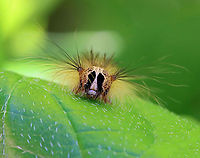 Gypsy Moth (Lymantria dispar) Caterpillar I hiked in my favorite forest in northwestern CT today. It's a dense, mesic forest in the highlands, which is part of the Berkshires. <br />
<br />
Today, the forest looked quite different. Most of the trees were defoliated, or in the process of becoming so.  It was so uncharacteristically bright and hot in the woods, and all I could hear was the sound of caterpillar frass (poop) falling from the trees. There were gypsy moth caterpillars everywhere I looked - hardwood trees, low vegetation, conifers, on the ground, rocks, etc. They were everywhere. I hope the forest and its creatures can survive this devastation.<br />
<br />
What it usually looks like:<br />
https://www.jungledragon.com/image/67448/northwest_highlands_-_connecticut_usa.html<br />
<br />
I scraped as many egg masses off trees in this forest last autumn as I could. Here is a photo of a mass of dead moths that I took last fall- the females die after laying their eggs. I found hundreds of them:<br />
https://www.jungledragon.com/image/108637/female_gypsy_moths_-_lymantria_dispar.html<br />
<br />
Habitat: Mixed, mesic forest<br />
<br />
Today's photos:<br />
https://www.jungledragon.com/image/116812/gypsy_moth_lymantria_dispar_caterpillar.html<br />
https://www.jungledragon.com/image/116819/gypsy_moth_lymantria_dispar_caterpillar_damage.html<br />
https://www.jungledragon.com/image/116818/gypsy_moth_lymantria_dispar_caterpillars.html<br />
https://www.jungledragon.com/image/116817/gypsy_moth_lymantria_dispar_caterpillar.html<br />
https://www.jungledragon.com/image/116816/trees_defoliated_by_gypsy_moth_caterpillars_lymantria_dispar.html<br />
https://www.jungledragon.com/image/116814/gypsy_moth_lymantria_dispar_caterpillars.html<br />
https://www.jungledragon.com/image/116813/gypsy_moth_lymantria_dispar_caterpillars.html Geotagged,Gypsy moth,Lymantria dispar,Spring,United States,caterpillar,larva