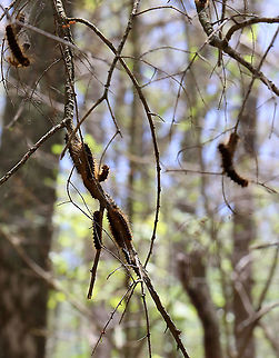 Gypsy Moth (Lymantria dispar) Caterpillars Even the conifers were defoliated.

I hiked in my favorite forest in northwestern CT today. It's a dense, mesic forest in the highlands, which is part of the Berkshires. 

Today, the forest looked quite different. Most of the trees were defoliated, or in the process of becoming so.  It was so uncharacteristically bright and hot in the woods, and all I could hear was the sound of caterpillar frass (poop) falling from the trees. There were gypsy moth caterpillars everywhere I looked - hardwood trees, low vegetation, conifers, on the ground, rocks, etc. They were everywhere. I hope the forest and its creatures can survive this devastation.

What it usually looks like:
https://www.jungledragon.com/image/67448/northwest_highlands_-_connecticut_usa.html

I scraped as many egg masses off trees in this forest last autumn as I could. Here is a photo of a mass of dead moths that I took last fall- the females die after laying their eggs. I found hundreds of them:
https://www.jungledragon.com/image/108637/female_gypsy_moths_-_lymantria_dispar.html

Habitat: Mixed, mesic forest

Today's photos:
https://www.jungledragon.com/image/116812/gypsy_moth_lymantria_dispar_caterpillar.html
https://www.jungledragon.com/image/116819/gypsy_moth_lymantria_dispar_caterpillar_damage.html
https://www.jungledragon.com/image/116818/gypsy_moth_lymantria_dispar_caterpillars.html
https://www.jungledragon.com/image/116817/gypsy_moth_lymantria_dispar_caterpillar.html
https://www.jungledragon.com/image/116816/trees_defoliated_by_gypsy_moth_caterpillars_lymantria_dispar.html
https://www.jungledragon.com/image/116814/gypsy_moth_lymantria_dispar_caterpillars.html
https://www.jungledragon.com/image/116813/gypsy_moth_lymantria_dispar_caterpillars.html Geotagged,Gypsy moth,Lymantria dispar,Spring,United States